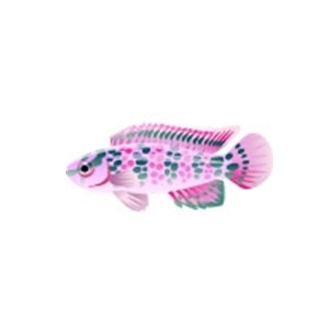 Pink Badis